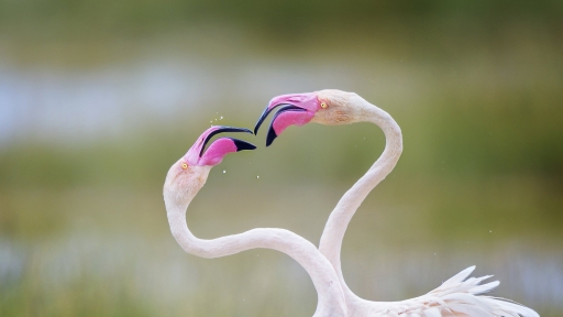 Từng khoảnh khắc của các loài chim qua Audubon Photography Awards 2022