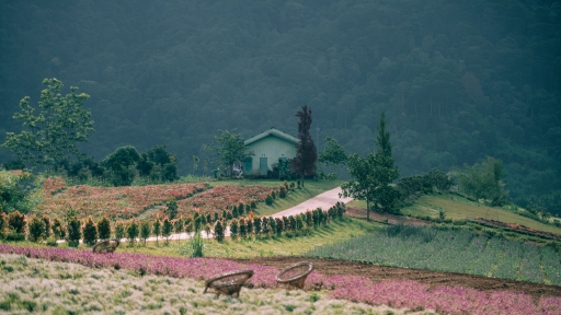 Lạc giữa The Florest - Hoa trong rừng, tìm về Đà Lạt nguyên bản