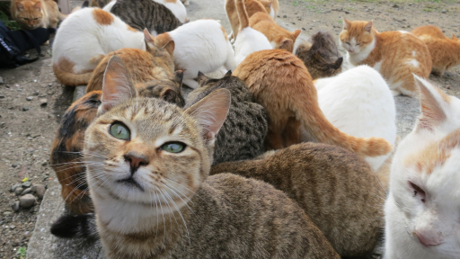 Vì sao nên ghé thăm Aoshima - 'thánh địa' mèo lớn nhất Nhật Bản?