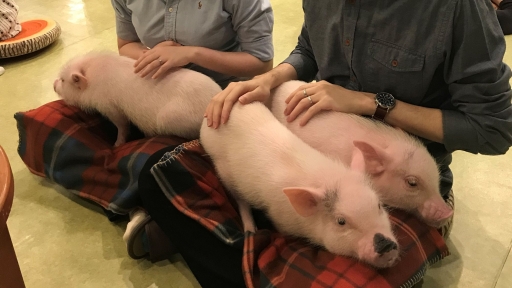 Chi gần 400.000 chỉ để “ôm lợn” tại quán cafe Nhật Bản