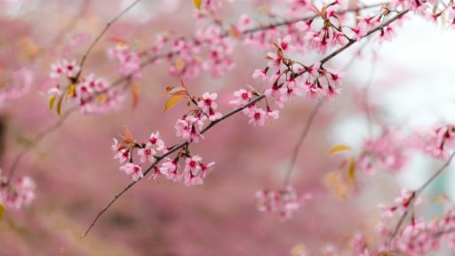 Mãn nhãn với vẻ đẹp tựa chốn thần tiên của mai anh đào ở Hoà Bình