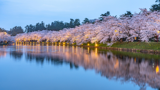 Đến Nhật Bản, ngắm trái tim hoa anh đào tại Hirosaki