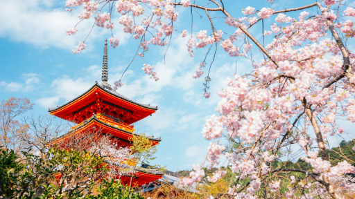 Du khách đổ về chiêm ngưỡng Tokyo ngập tràn sắc hoa anh đào