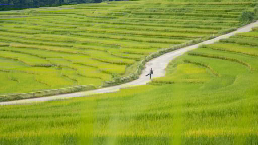 Say đắm Pù Luông mùa lúa chín vàng rực rỡ
