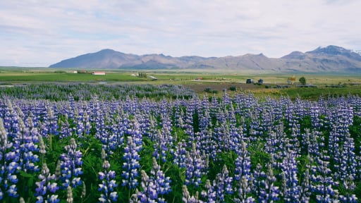 Mùa hè tím biếc tại Iceland