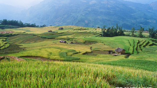 Thu về trên Y Tý