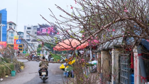 Hà Nội xuống phố đón hoa đào