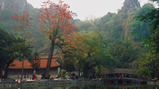 Về chùa Thầy, lắng nghe hoa gạo kể chuyện giao mùa