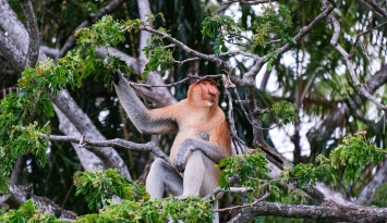 Gặp gỡ loài khỉ có mũi dài nhất hành tinh