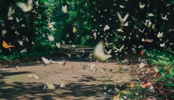 Sắc bướm Cúc Phương rực rỡ đầu mùa, thu hút hàng nghìn du khách