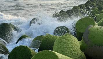 Giới trẻ đổ xô check-in bãi rêu xanh mướt ở bờ kè biển Quảng Ngãi