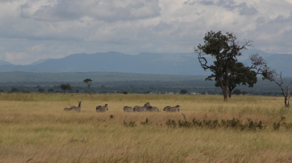 Hoang dã Tanzania