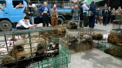 TQ sẽ cấm buôn bán động vật hoang dã