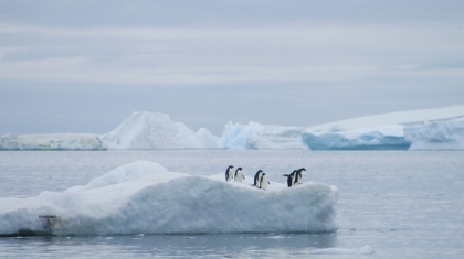 Hành trình 7 ngày chinh phục Nam Cực