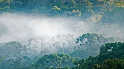 Brazil mở cửa tuyến đường mòn trong rừng