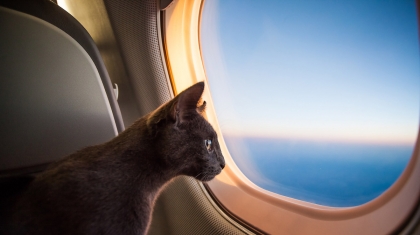 Tráo mèo để lên máy bay, khách bị phạt