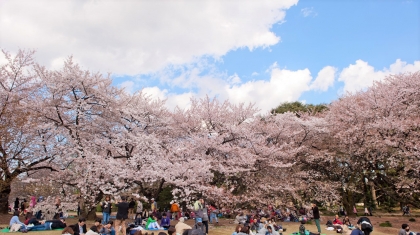 Nhật Bản hủy Lễ hội hoa anh đào 2020