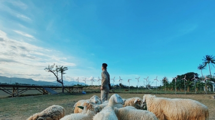 Những cánh đồng cừu đẹp nhất Việt Nam