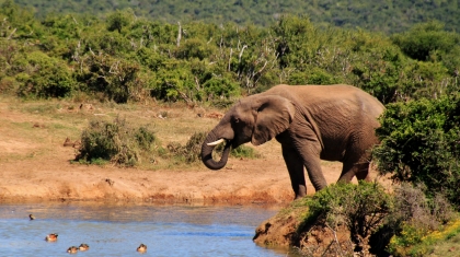 Du ngoạn công viên voi Addo