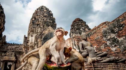Thái Lan chào đón du khách bằng Lễ hội Khỉ