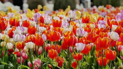 Hàng triệu bông hoa khoe sắc trong Lễ hội hoa tulip Istanbul