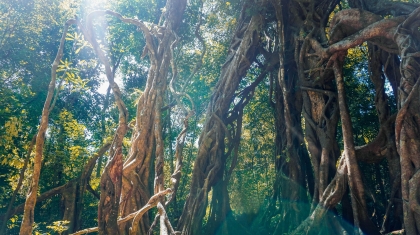 Nàng tiên nữ lạc giữa vườn quốc gia Cát Tiên