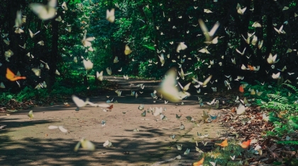 Sắc bướm Cúc Phương rực rỡ đầu mùa, thu hút hàng nghìn du khách