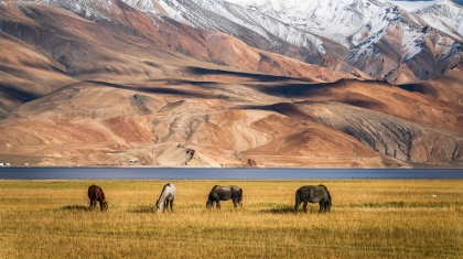 Hồ Tso Moriri, Ladakh - đẹp như một giấc mơ
