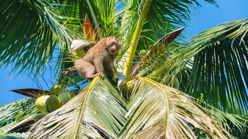 Chú khỉ hái 1.000 quả dừa mỗi ngày