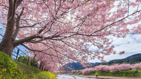 Thiên đường hoa bốn mùa hấp dẫn du khách tại Ibaraki
