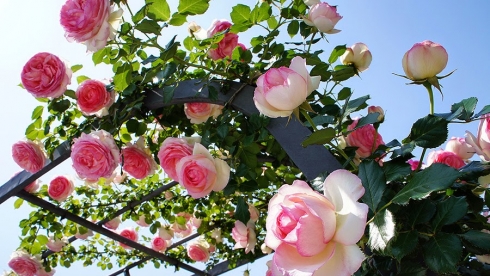 Hơn 1.000 cây hồng Bulgaria được trưng bày tại Ngày hội Bulgaria và Bạn bè