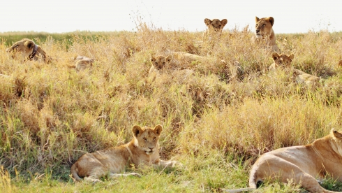 5 địa điểm ngắm sư tử ở châu Phi