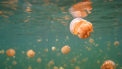 Bơi giữa hàng ngàn sứa trong veo