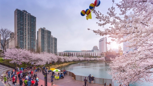 Ngắm hoa anh đào Hàn Quốc trực tuyến