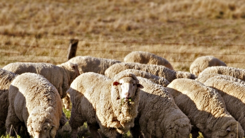 'Thành tựu' của một bầy cừu