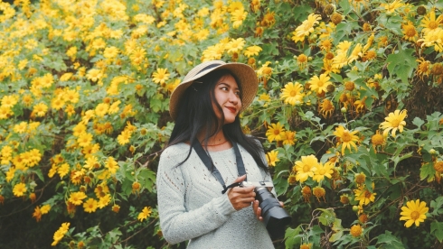 Hoa dã quỳ phủ vàng miền bắc Thái Lan