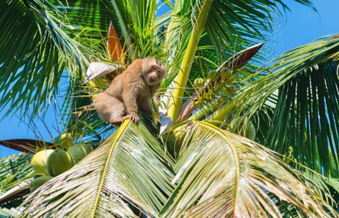 Chú khỉ hái 1.000 quả dừa mỗi ngày