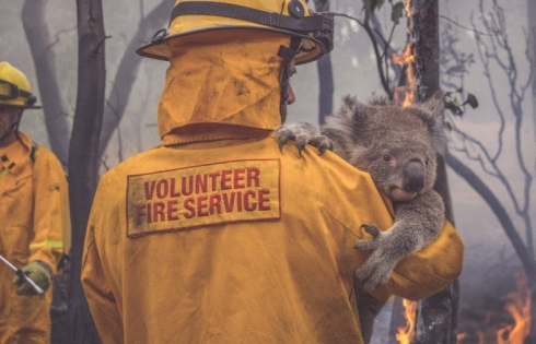 350 gấu koala thiệt mạng trong biển lửa