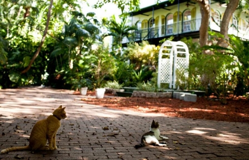 Mèo đột biến hút khách đến nhà Hemingway