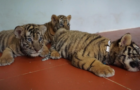 24 con hổ được giải cứu tại Nghệ An