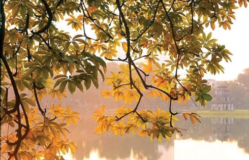 Hà Nội, mùa thu và con đường lá rụng