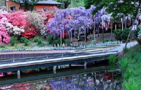 Vẻ đẹp hoa tình yêu ở Nhật Bản