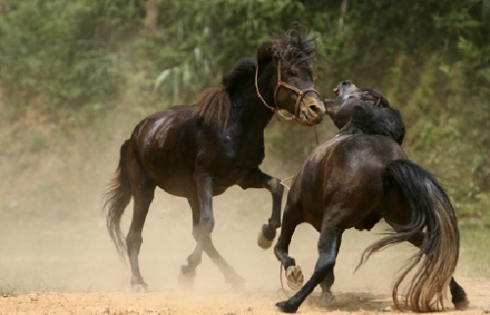 Những lễ hội đua ngựa độc đáo ở Việt Nam
