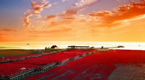 Biển Đỏ đẹp rực rỡ ở Trung Quốc