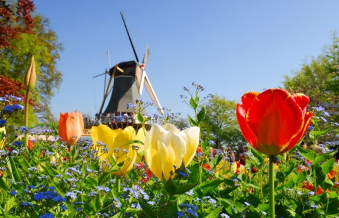 Đón xuân Châu Âu cùng lễ hội hoa Tulip