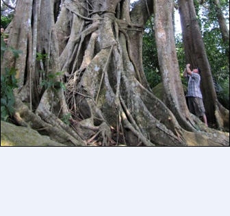 Đề nghị công nhận cây đa trăm tuổi ở bán đảo Sơn Trà là “Cây di sản”
