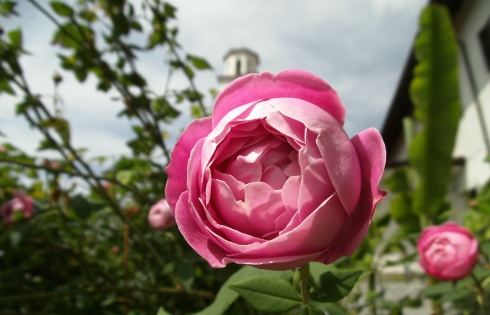 Nova Gorica, thành phố hoa hồng của Slovenia