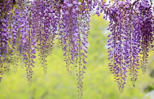 Tháng 5 ngắm mùa ‘hoa tình yêu’ Nhật Bản