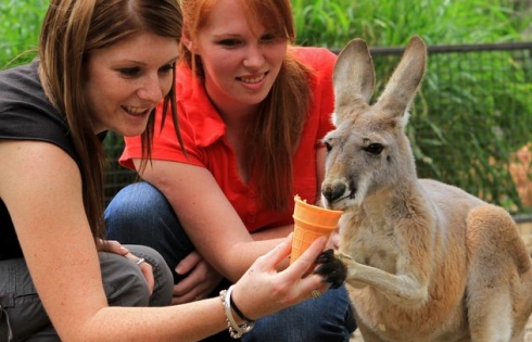 Mùa Xuân Thăm Úc Châu - làm người đỡ đầu cho Kangaroo