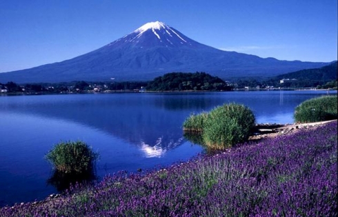 Rực rỡ sắc hoa Lavender bên núi Phú Sĩ